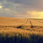 nature-5168551_1280