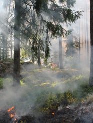 styggkarret-433688_1280 styggkarret-433688_1280